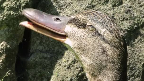 Canard colvert haletant par temps chaud avec infection oculaire . — Video