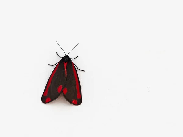 Cinnabar moth on a white background. Copy space. — Stock Photo, Image