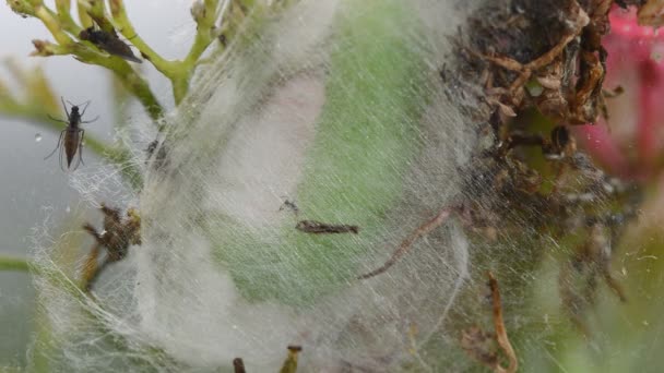 Grande lagarta verde girando um casulo preparando-se para pupate . — Vídeo de Stock