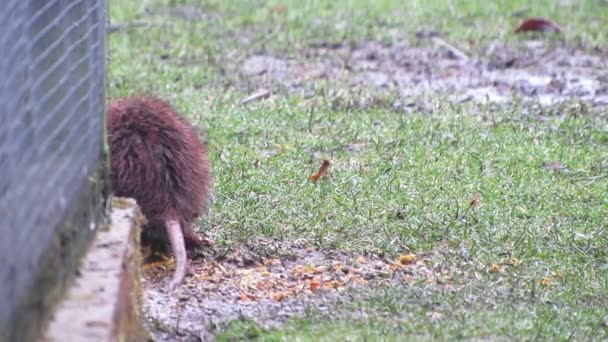 Close-up van natte zwarte rat eten op gras. — Stockvideo