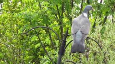 Ortak ahşap güvercin, Columba palumbus, yeşil yaprakları arasında tünemiş.