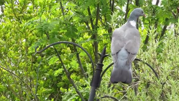 Обыкновенный древесный голубь, Колумба Палумб, сидит среди зеленой листвы . — стоковое видео