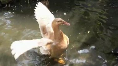 Buff Orpington ördeği havuzda kanat çırpıyor. Yüksek açı.