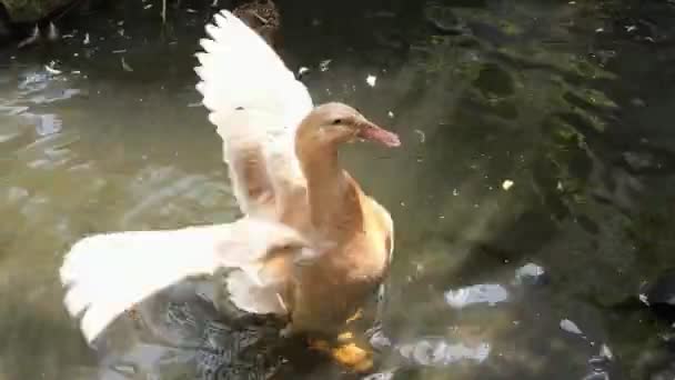 Buff Orpington Duck op vijver flappen vleugels. Hoge hoek. — Stockvideo