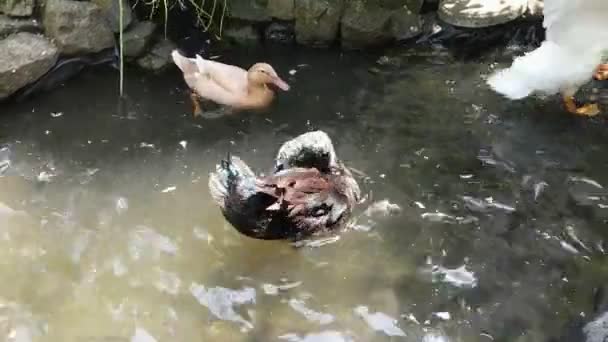 Canard Cayuga noir sur étang baignade et éclaboussures d'eau .