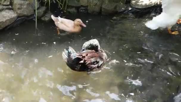 Чорна Кага качка на ставку купання і розбризкування води. — стокове відео