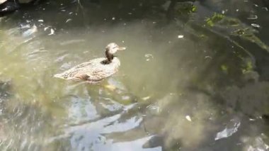 Gölet banyo ve kanat çırpma kadın yaban ördeği.