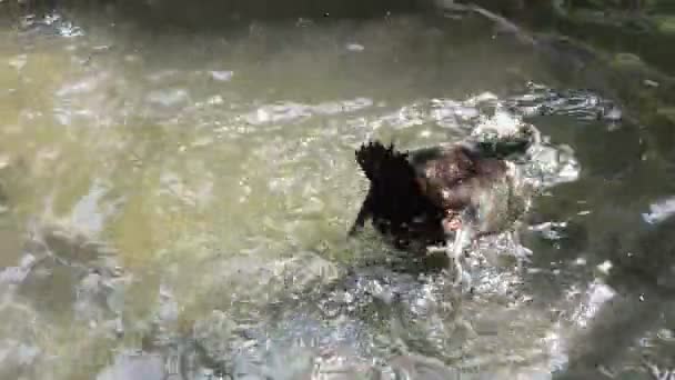 Черная каюга на пруду купается и брызгает водой . — стоковое видео