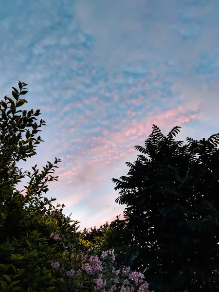 きれいなピンクと青の空、低木と下の花. — ストック写真