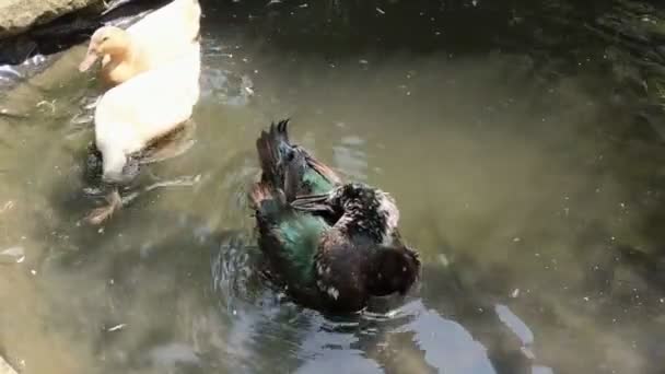 Canard Cayuga noir sur les plumes de pré-étang après le bain .