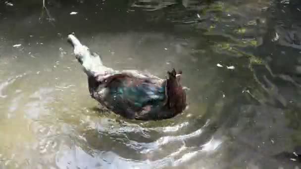 Canard Cayuga noir sur étang baignade, preening et éclaboussures .