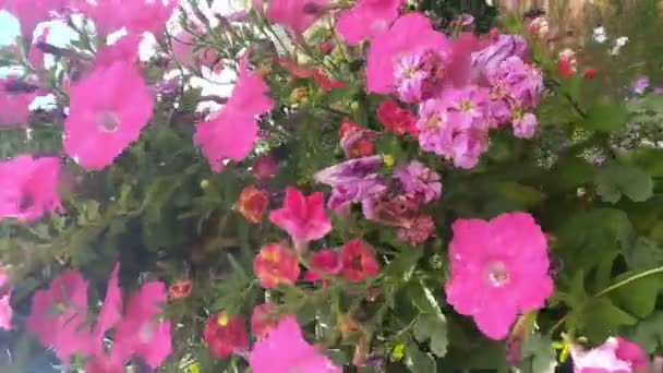 Vidéo verticale. Pétunia rose fleurs soufflant dans le vent . — Video