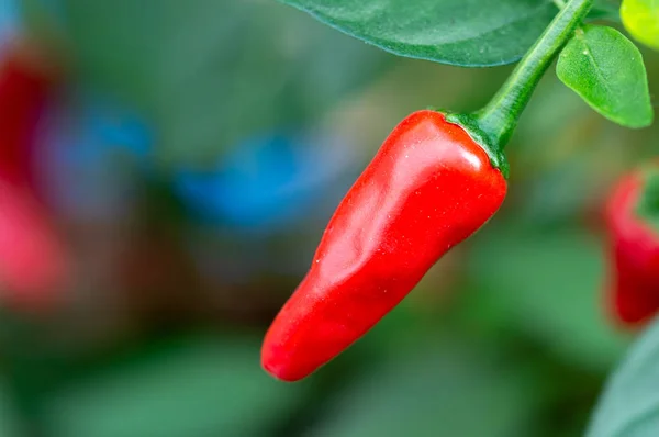 Pimenta de pimenta quente vermelha madura crescendo na planta . — Fotografia de Stock