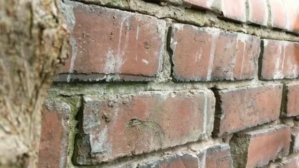 Femme pulvérisation mur de briques avec de l'eau avant de pointer. Gros plan .