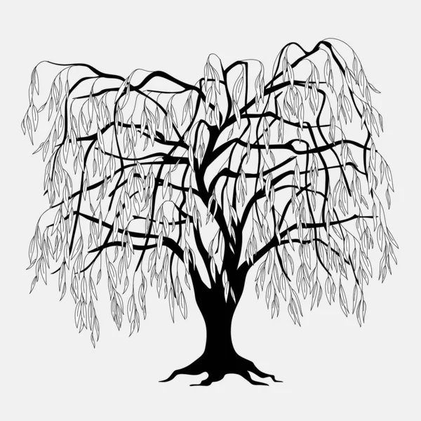 Zwarte silhouet Willow Tree met bladeren — Stockvector