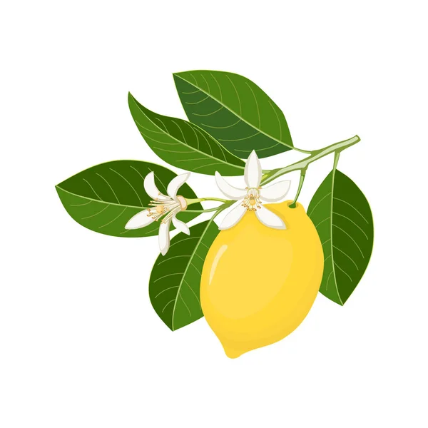 Singolo ramoscello con limone giallo e fiori — Vettoriale Stock