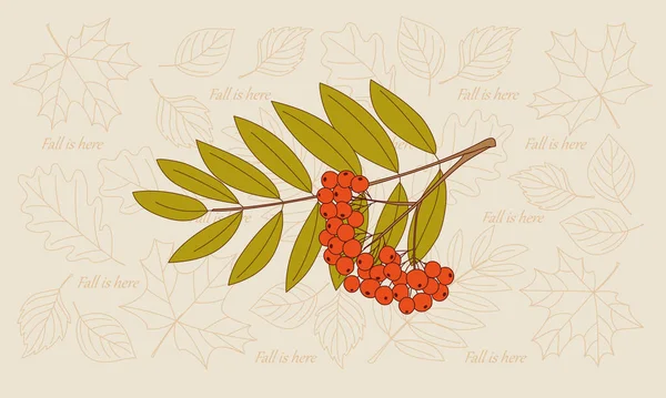 ローワンベリーの小枝と輪郭は メープルとオークの背景の秋の葉を描きます 新しい学校年と秋の販売のためのベクトルイラストテンプレート ノートブックカバー ポスター カードやチラシ 第10話 — ストックベクタ