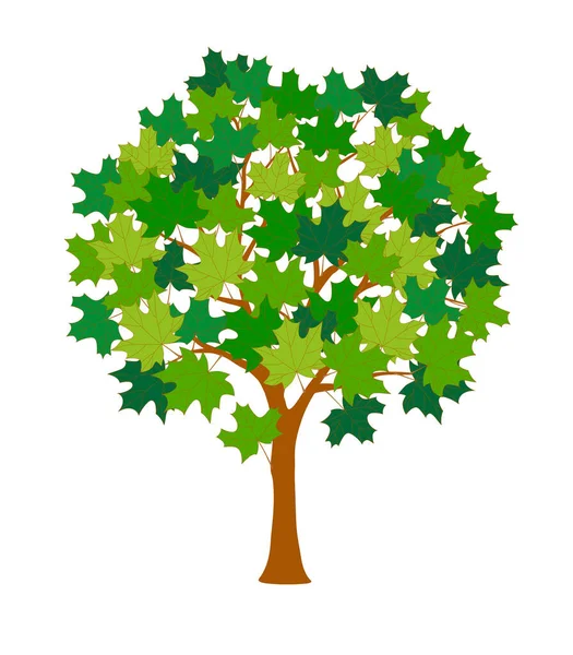 Καρτούν Σφενδάμου Πράσινα Φύλλα Που Απομονώνονται Στο Λευκό Φόντο Εικονογράφηση — Διανυσματικό Αρχείο