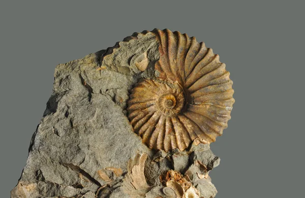 Ammonite Fossil Mollusk Ammonites Lived Ancient Ocean 160 Million Years — Stock Photo, Image