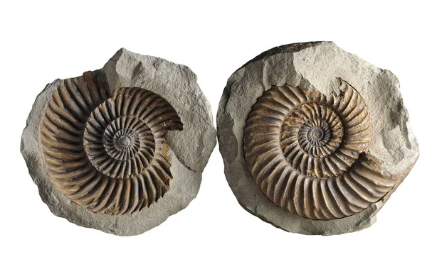 Ammonite Fossil Mollusk Ammonites Lived Ancient Ocean 165 Million Years — Stock Photo, Image