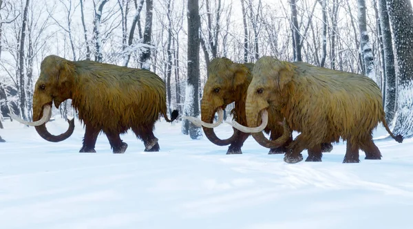 雪の森を歩くウーリー マンモスの群れの3Dイラスト — ストック写真