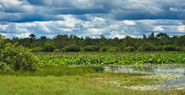 Avustralya 'nın kuzeyindeki Kakadu Ulusal Parkı, tropikal Mamukala Bataklıkları' nda bataklık ormanı ve zambaklarla kaplı göl (billabong) ile çevrilidir..