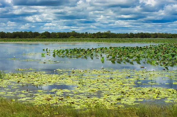 Mamukala Bataklıkları, Kakadu Ulusal Parkı, Avustralya 'nın kuzeyindeki tropikal, nilüferle kaplı Mamukala Billabong' a bakın..