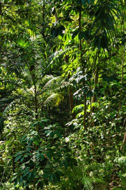 Dense tropical jungle in Litchfield National Park, Northern Territory, Australia