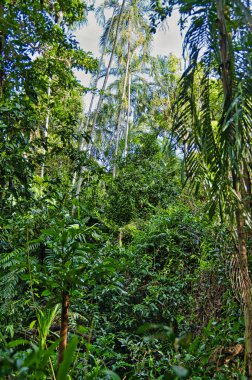 Dense tropical jungle with tall palm trees in Litchfield National Park, Northern Territory, Australia