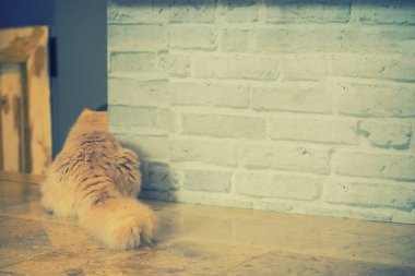 kahverengi kedi vintage filtrede duvarın yanında oturur - ürün üzerinde görüntü veya montaj için kullanılabilir