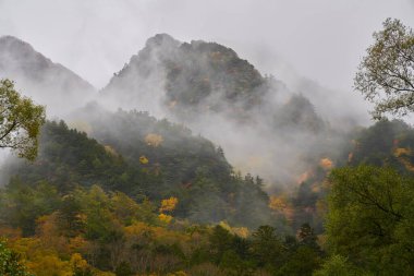 Japonya 'nın kamikochi dağlarındaki sonbahar ormanı manzarası 