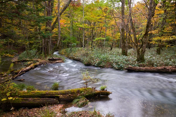 Landschaft Des Herbstwaldes Nikko Yudaki Fallgebiet — Stockfoto