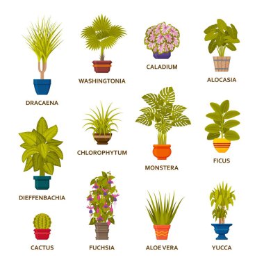 Dekoratif tencere houseplants ayarlayın. Çiçekçi kapalı palmiye ağaçları ve iç Çiçeklik