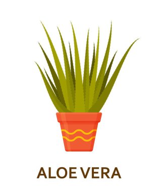 Aloe vera. Dekoratif houseplant tencerede. Çiçekçi kapalı ağaç veya iç saksı. Vektör çizim