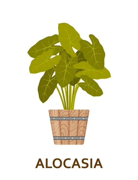 Alocasia. Dekoratív cserepes növény-ban pot. Virágüzlet beltéri fa vagy belső virágcserép — Stock Vector