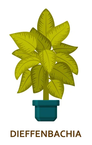 Dieffenbachia. Zierpflanze im Topf. Floristen Zimmerbaum oder Blumentopf im Inneren. Vektorillustration — Stockvektor