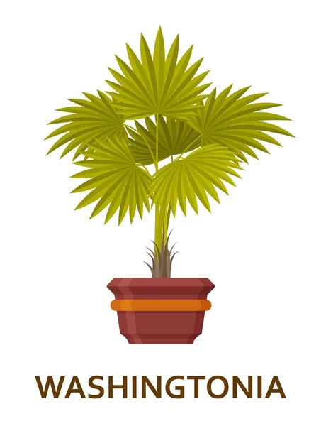 Washingtonia. Zierpflanze im Topf. Floristen Zimmerbaum oder Blumentopf im Inneren. Vektorillustration — Stockvektor