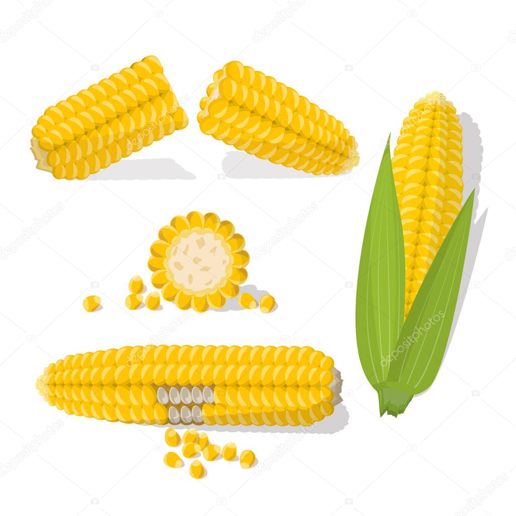 Set of swert golden corn cobs and grains isolated in the white background