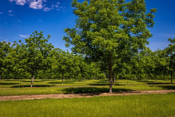 Pecan Tree Orchard Southeastern Georgia — Stock Photo, Image