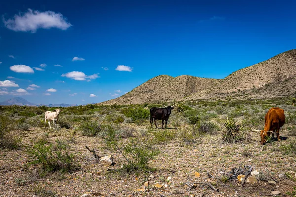 Criollo Pastorea Campo Abierto Del Desierto Chihuahua Oeste Texas —  Fotos de Stock