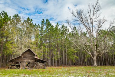 Wayne County, GA - 17 Mart 2018 Güney Georgia çam ormanlarında terk edilmiş bir ahır ve ceviz ağacı.