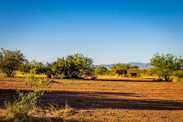 Angus Kráva Tele Pasou Volném Prostranství Cochise County Arizona — Stock fotografie