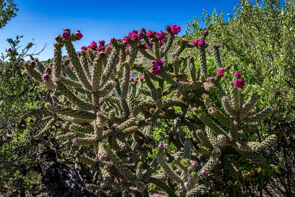 Cylindropuntia Acanthocarpa Κοινώς Αναφέρεται Staghorn Buckhorn Cholla Είναι Μια Χολλα — Φωτογραφία Αρχείου