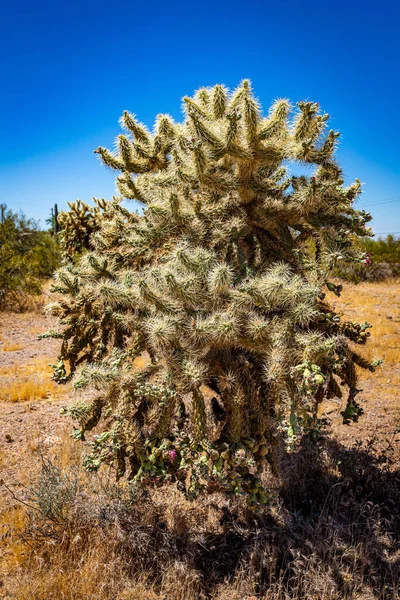 Cholla Cactus Arizona State Rout Mentén Egy Korábbi Postakocsi Útvonal — Stock Fotó