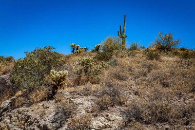 Arizona Eyaleti Rout 88 boyunca çöl manzarası. Apaçi Patikası olarak bilinen eski bir posta arabası rotası..