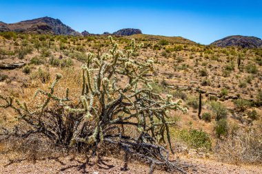 Arizona Eyaleti 88. karayolu boyunca çöl manzarası. Apaçi Patikası olarak bilinen eski bir posta arabası rotası..