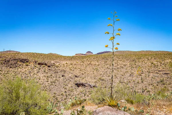 Desert views of a century plant along Arizona State Route 88, a former stagecoach route known as the Apache Trail.