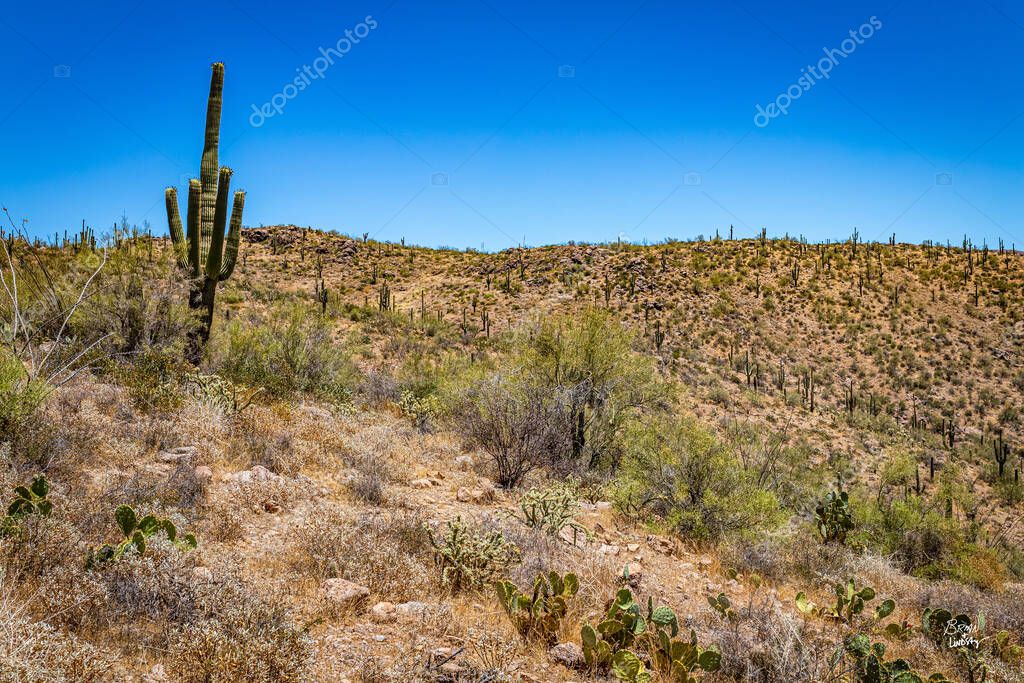 Vistas al desierto a lo largo de la Ruta Estatal de Arizona 88, una