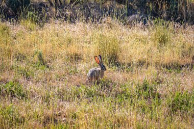A Black Tailed Jackrabbit sits in the brush along Johnson Canyon Road in Kane County, Utah.