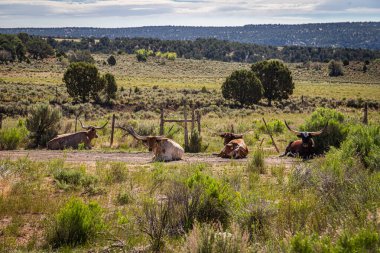 Utah Kane County 'de açık alanda Longhorn Sığırları.
